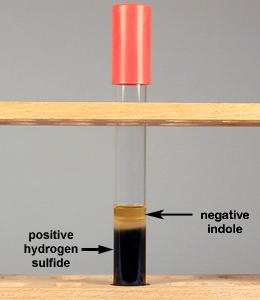 Photograph of a tube of SIM medium showing production of hydrogen sulfide but no production of indole.